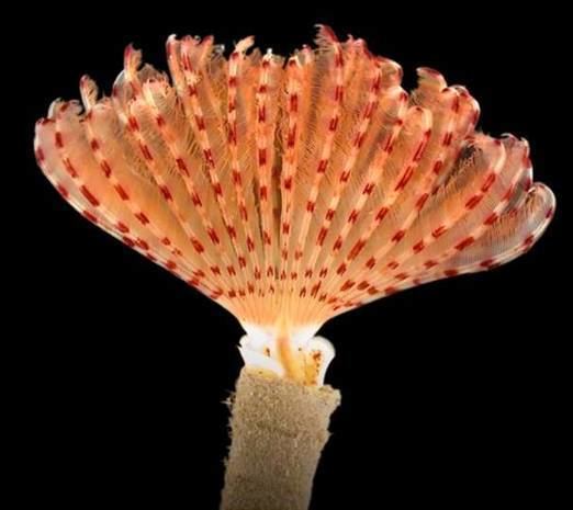 Sabellidae 1000 images about Sabellidae Feather Duster Worms on Pinterest