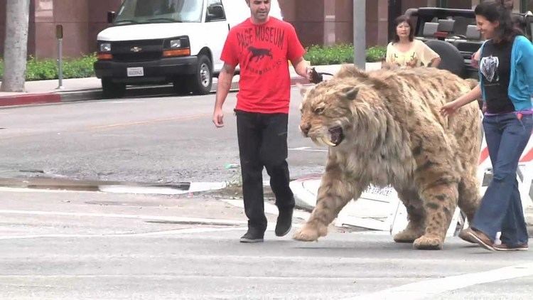 Saber-toothed cat Sabertoothed cat struts down Wilshire Blvd in LA and comes home
