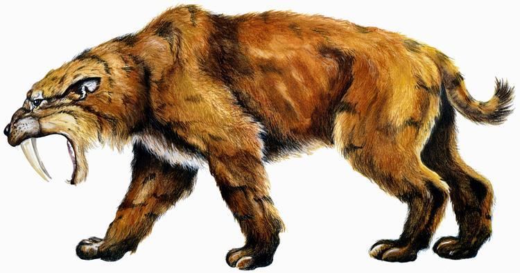 Saber-toothed cat Indiana Geological Survey Fossils Sabertoothed Cats