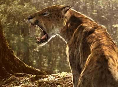 Saber-toothed cat Big teeth and strong arms of sabertoothed cat Nature The Earth
