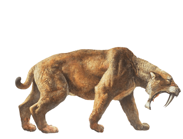 Saber-toothed cat 10 Best images about sabertooth on Pinterest Artworks Cats and