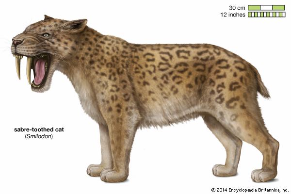 Saber-toothed cat httpsmedia1britannicacomebmedia991718990