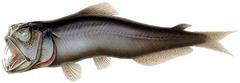 Sabertooth fish httpsuploadwikimediaorgwikipediacommonsthu