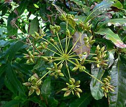 Sabiaceae httpsuploadwikimediaorgwikipediacommonsthu