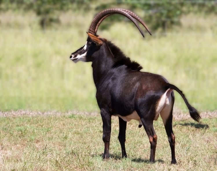 Sable antelope Sable Antelope Facts History Useful Information and Amazing Pictures