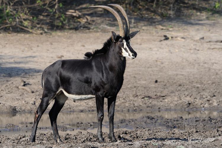 Sable antelope Sable Antelope Facts History Useful Information and Amazing Pictures