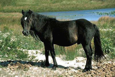 Sable Island horse Sable Island Horses The Canadian Encyclopedia