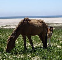 Sable Island horse httpsuploadwikimediaorgwikipediacommonsthu