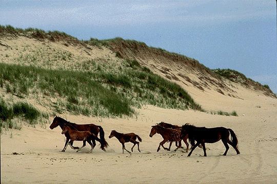 Sable Island horse Sable Island Horses The Canadian Encyclopedia