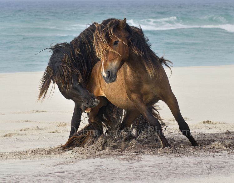 Sable Island horse Sable Island Horses