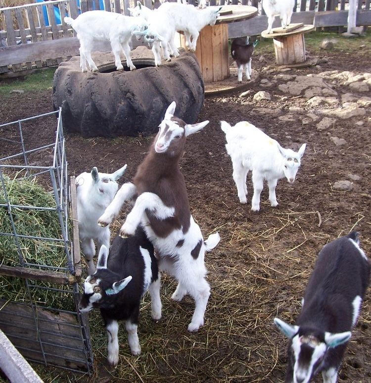 Sable Saanen What are Sable39s Talache Dairy Goats Saanens amp Sables
