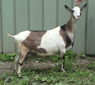 Sable Saanen Sable Saanen is a breed of goat descended from Saanen goats brought