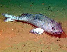 Sablefish httpsuploadwikimediaorgwikipediacommonsthu
