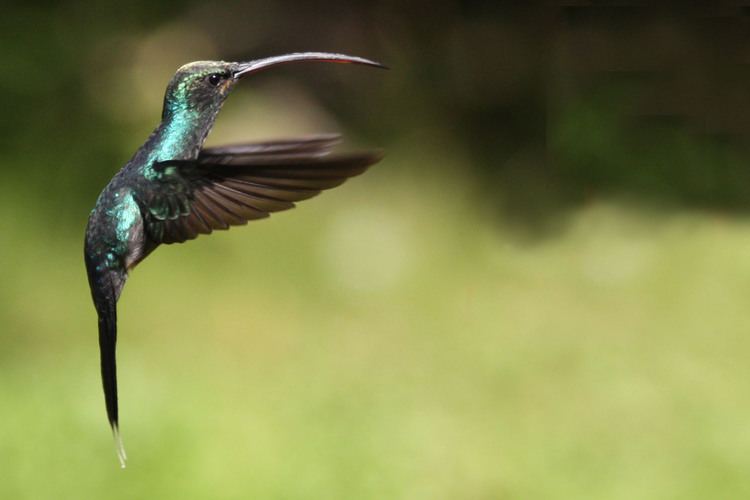 Sabrewing FileViolet sabrewing hummingbird male 2jpg Wikimedia Commons