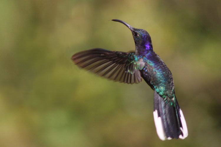 Sabrewing FileViolet sabrewing hummingbird malejpg Wikimedia Commons