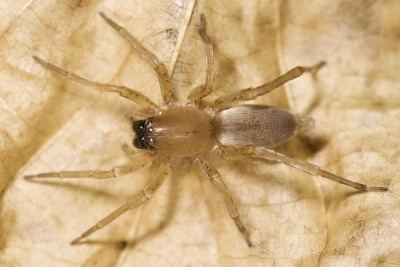 Sac spider Clubionidae Wiki der Arachnologischen Gesellschaft e V