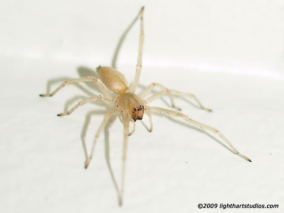 Sac spider Sac Spider Clubionidae or Cheiacanthium Cheiracanthium