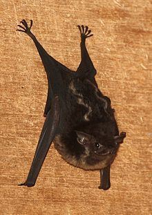 Sac-winged bat Greater sacwinged bat Wikipedia