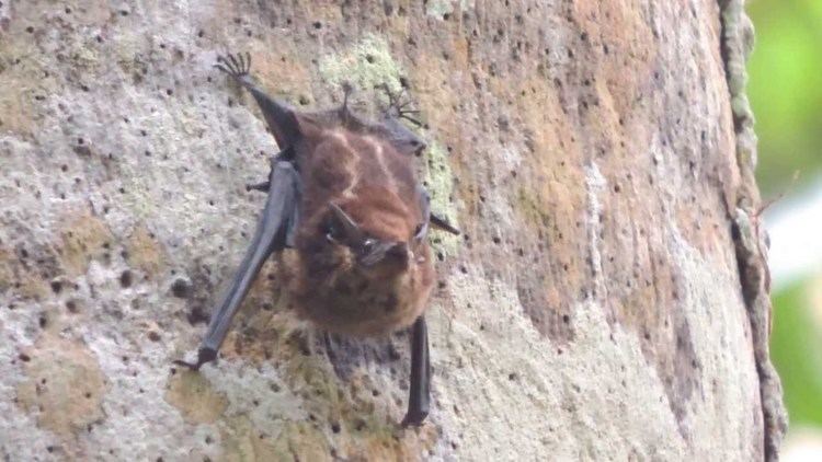 Sac-winged bat frosted sacwinged bat Saccopteryx canescens mamiferos de