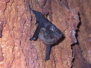 Sac-winged bat Gray sacwinged bat Balantiopteryx plicata facts