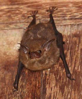 Sac-winged bat Brazil Photo Gallery