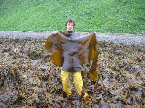 Saccharina Seaweeds of Alaska