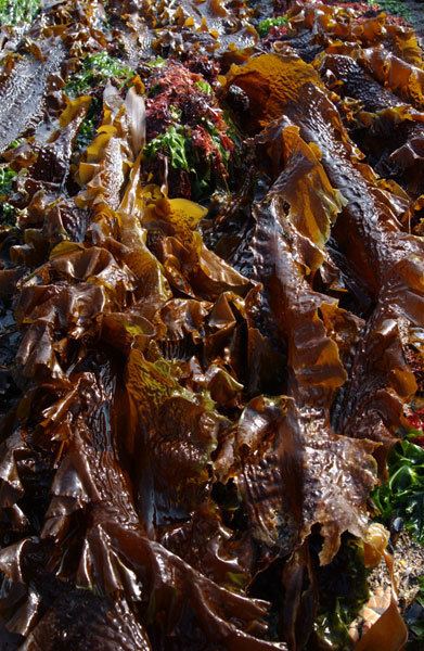 Saccharina Seaweedie Information on marine algae