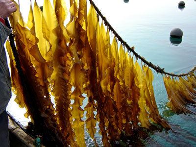 Saccharina japonica Seaweedie Kelp Cultivation in China