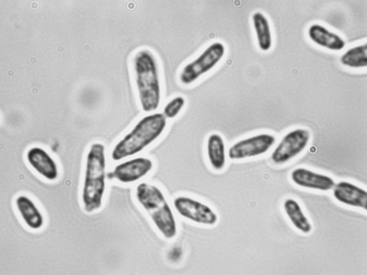 Saccharomyces bayanus Saccharomyces bayanus Viticulture amp Enology