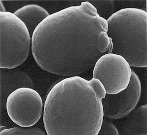 Saccharomyces bayanus Physiology of Flavors in Beer Saccharomyces Species A PhD in