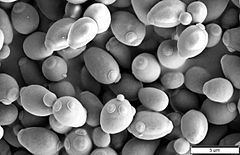 Saccharomyces cerevisiae httpsuploadwikimediaorgwikipediacommonsthu