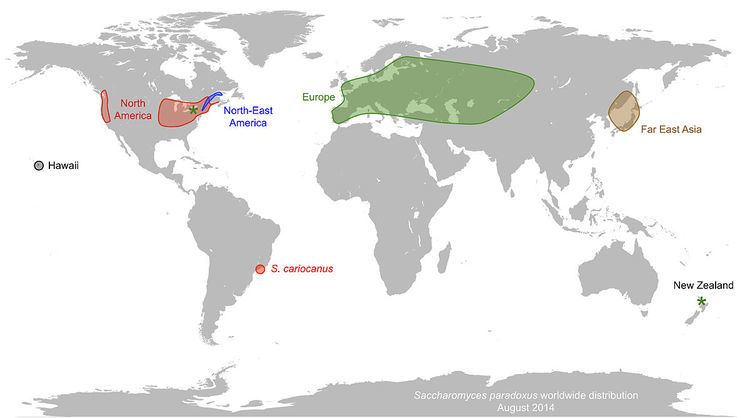 Saccharomyces paradoxus httpsuploadwikimediaorgwikipediacommonsthu