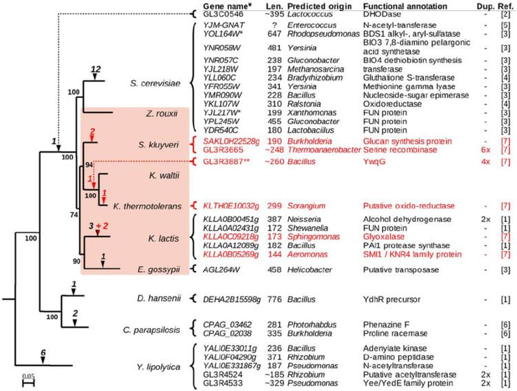 Saccharomycetaceae Phylogenetic tree of the Saccharomycetaceae with published