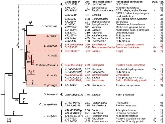 Saccharomycetaceae Insertion of Horizontally Transferred Genes within Conserved