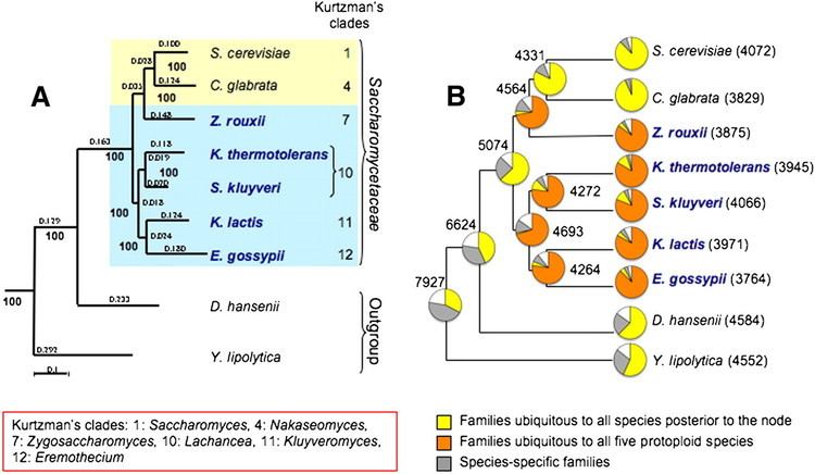 Saccharomycetaceae Comparative genomics of protoploid Saccharomycetaceae
