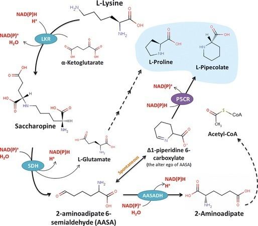Saccharopine The saccharopine pathway for llysine degradation in plant