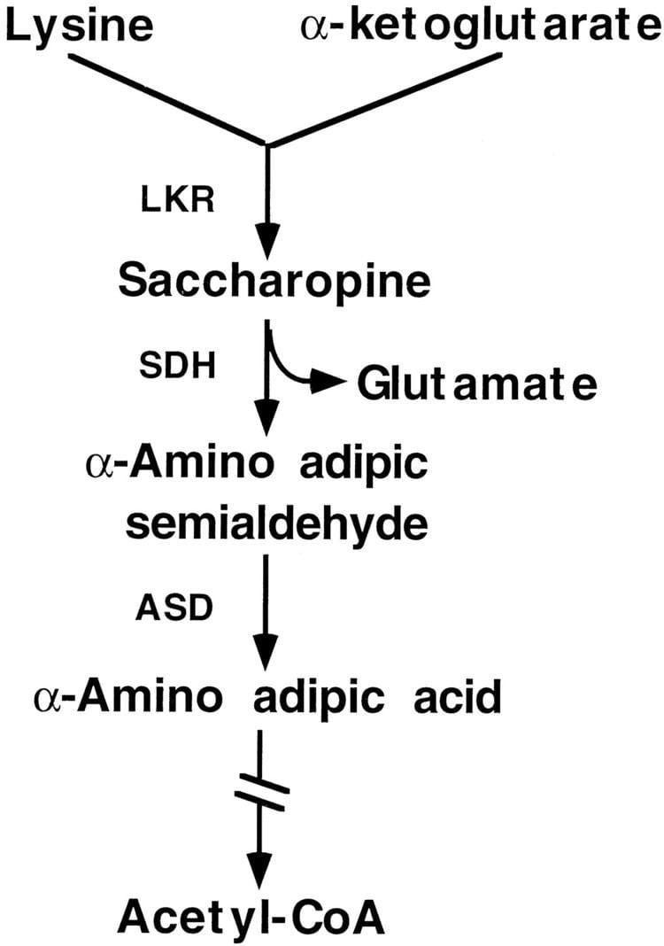 Saccharopine Characterization of the Two Saccharopine Dehydrogenase Isozymes of