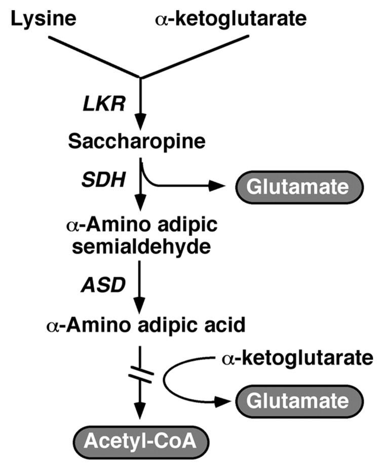 Saccharopine Synthesis of the Arabidopsis Bifunctional LysineKetoglutarate