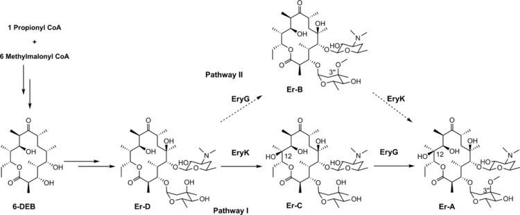 Saccharopolyspora erythraea Toward Improvement of Erythromycin A Production in an Industrial