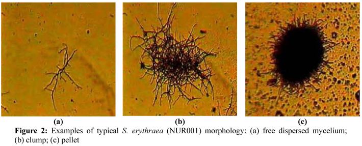 Saccharopolyspora erythraea The interrelationship between inoculum concentration morphology