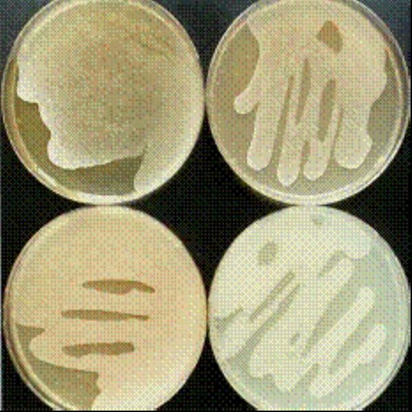 Saccharopolyspora spinosa Microbiological Resources Center Microbial Strains Bacteria