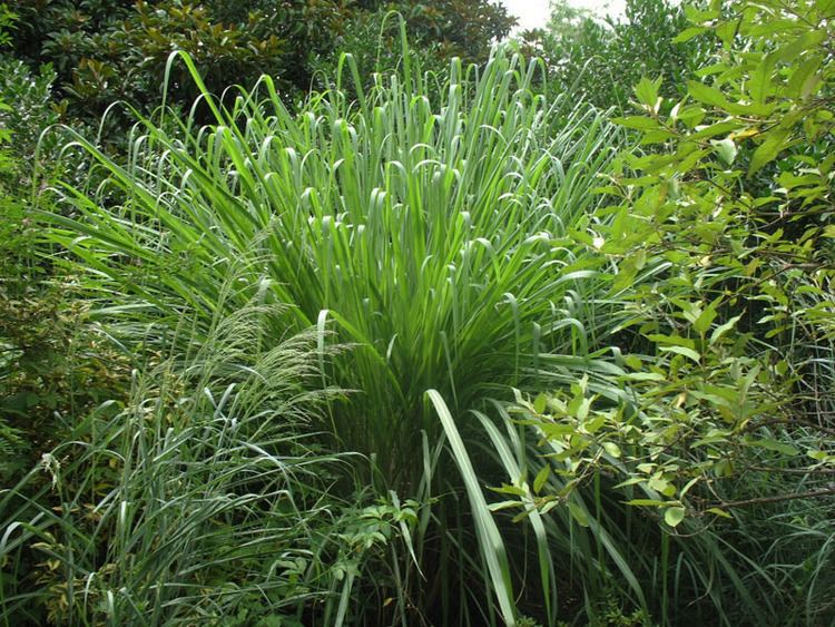 Saccharum arundinaceum Online Plant Guide Saccharum arundinaceum Hardy Sugar Cane