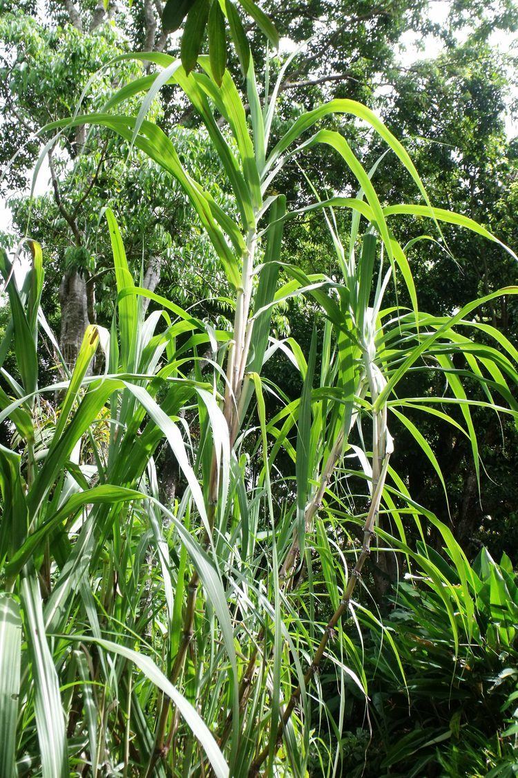 Saccharum edule Saccharum edule Useful Tropical Plants