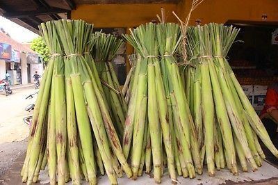 Saccharum edule Hard to find Tropical Corn Coastal PitPi Fijian Asparagus