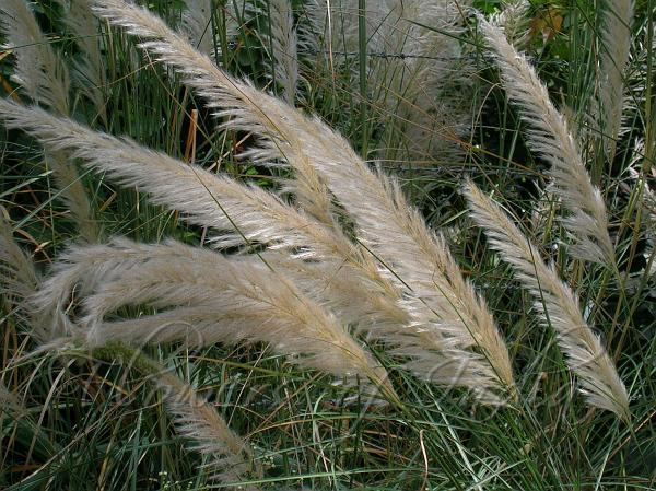 Saccharum spontaneum Saccharum spontaneum Kans Grass