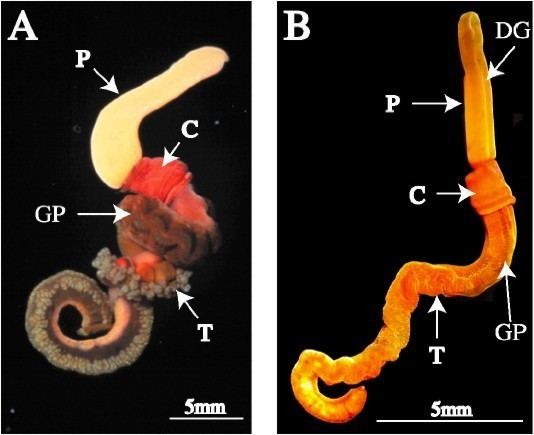 Saccoglossus WoRMS Photogallery