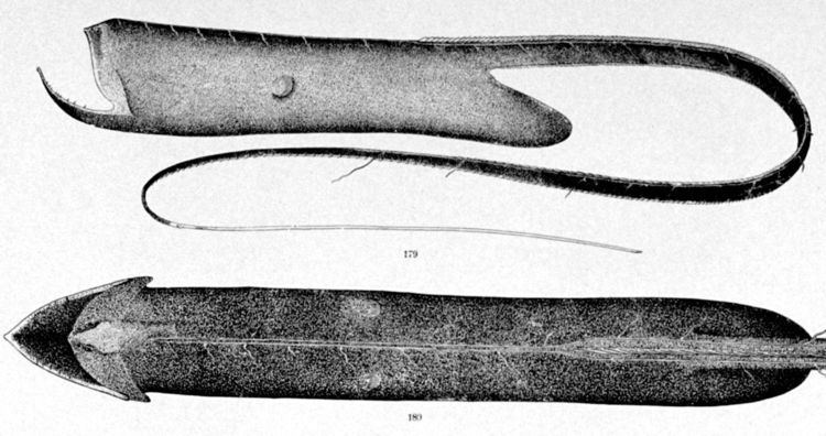 Saccopharynx ampullaceus httpsuploadwikimediaorgwikipediacommonsthu