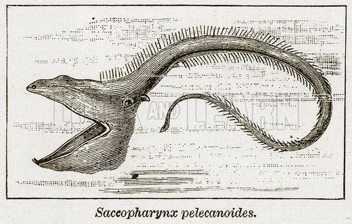 Saccopharynx Saccopharynx Pelecanoides Look and Learn History Picture Library