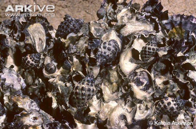 Saccostrea cucullata Hooded oyster videos photos and facts Saccostrea cucullata ARKive