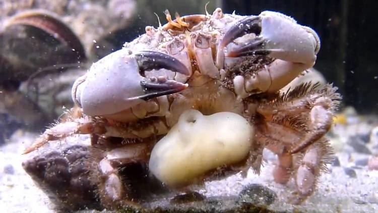 Sacculina Sacculina carcini in a crab from southwest Ireland YouTube